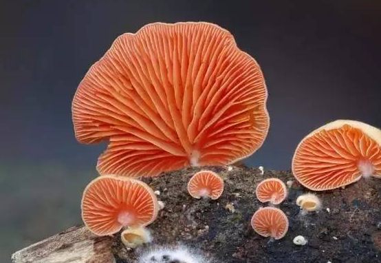 校園文化的主流與非主流之分簡述！